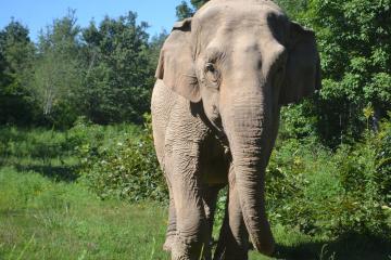 Image of elephant