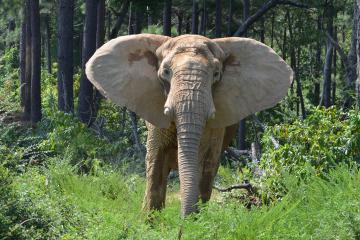 Image of elephant