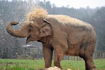 Image of elephant
