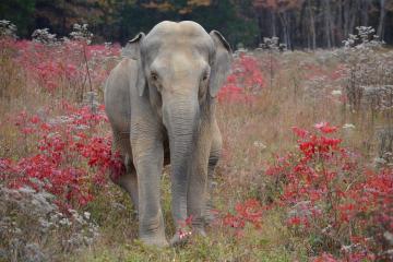 Image of elephant