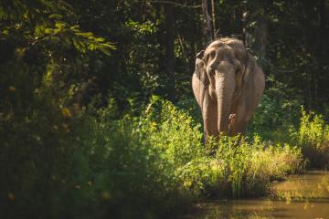 Image of elephant