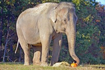 Image of elephant